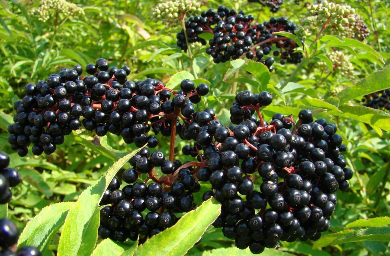 Бузина черная и красная фото описание выращивание