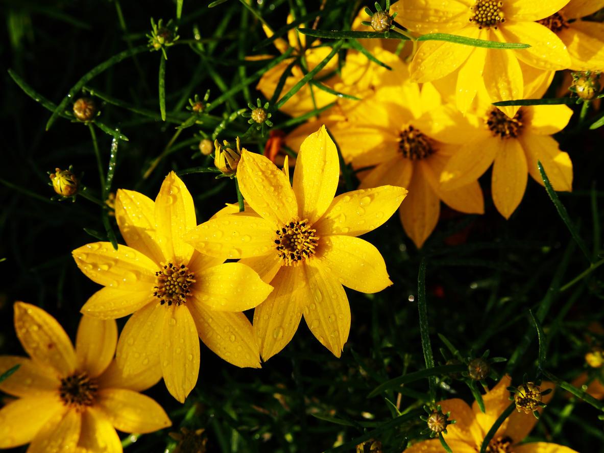 Кореопсис мутовчатый (Coreopsis verticillata) «Zagreb»