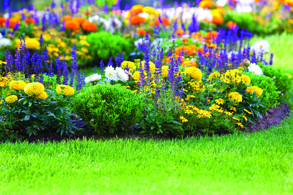 Фото цветов в огороде и название