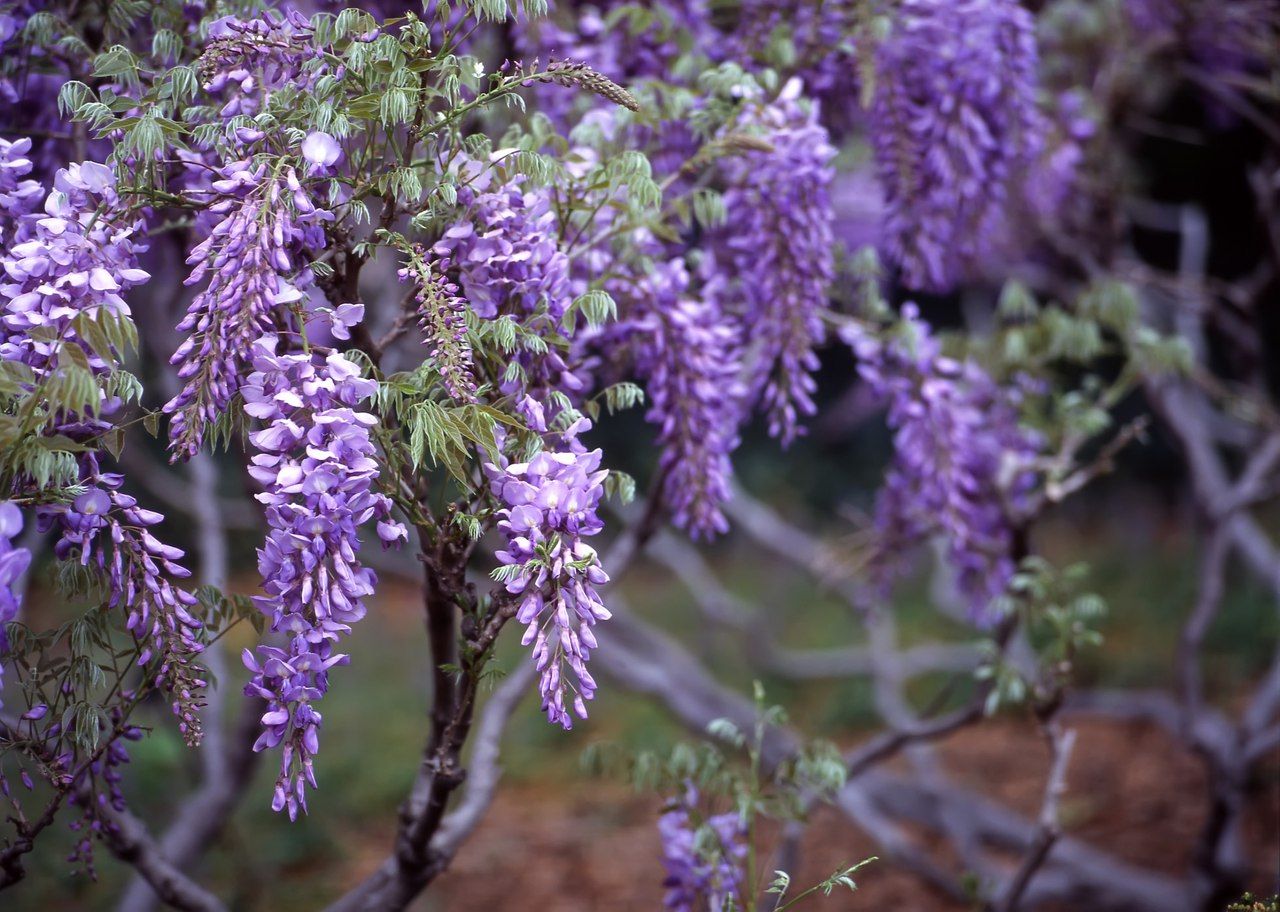 Глициния frutescens (сорт 'Longwood Purple')