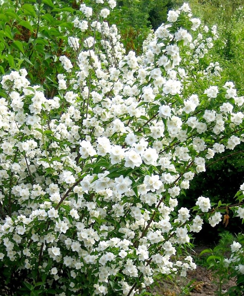 жасмин растение садовое фото