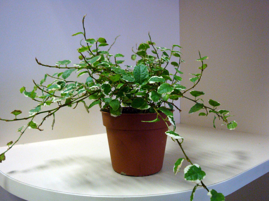 Комнатные Растения С Мелкими Листьями Фото
