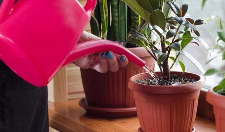 Полив комнатных растений. Как правильно поливать комнатные растения{q} Как спасти залитое растение{q}