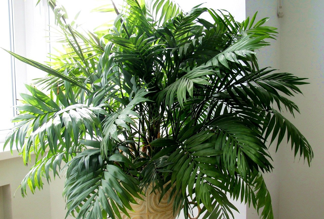 Пальмовые Комнатные Растения Фото И Названия