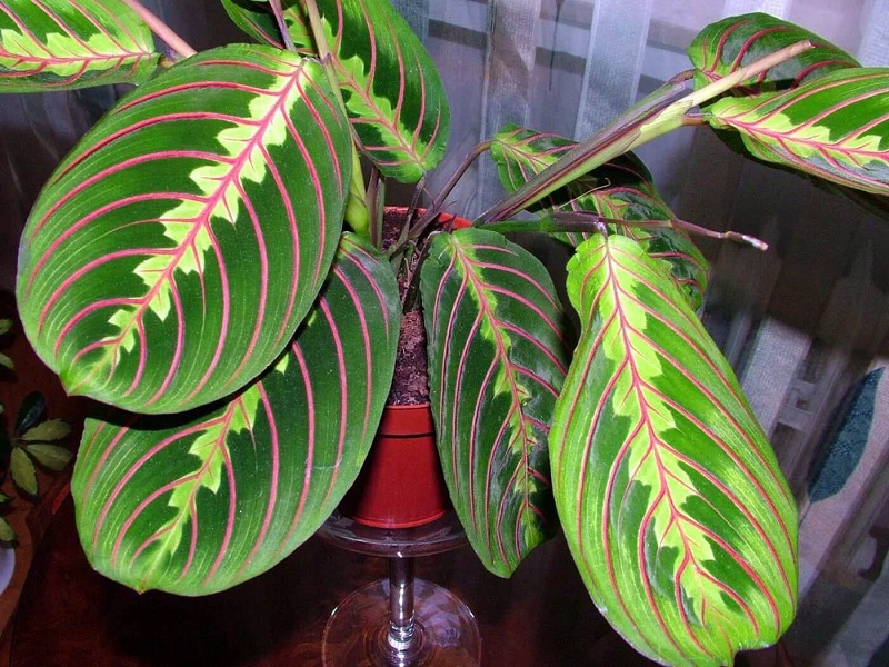 Комнатное Растение С Толстыми Листьями Фото