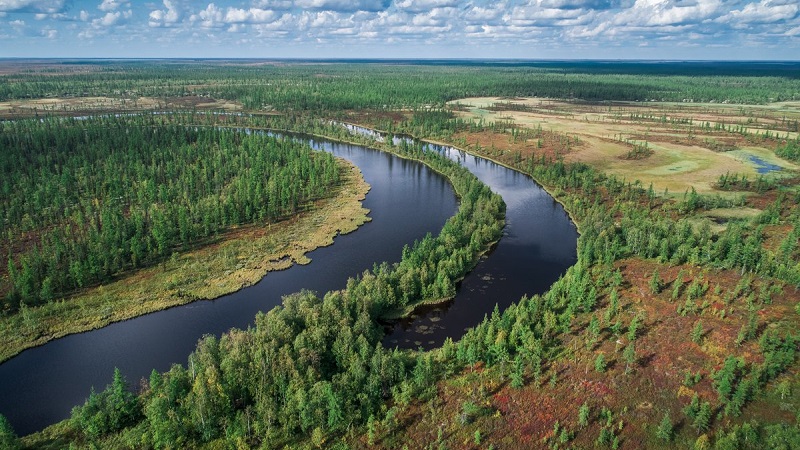 Лесотундра Красноярского края