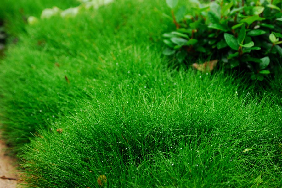 Газонная трава разновидности фото и названия