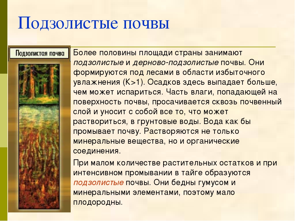 Подзолистые какая природная зона. Особенности подзолистых почв. Плодородны ли подзолистые почвы. Подзолистые почвы, доклад 8 класс география. Плодородная дерново-подзолистых почва в России.