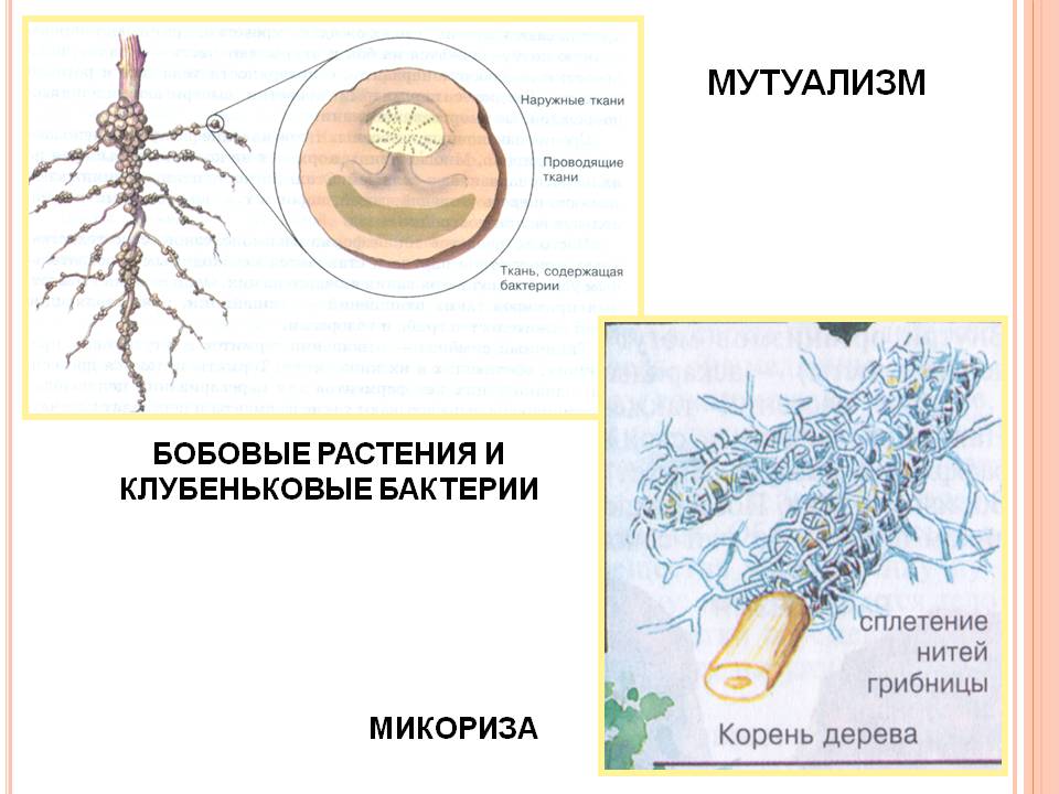 Мутуализм растения. Мутуализм бактерий и растений. Микориза мутуализм. Бобовые и клубеньковые бактерии. Мутуализм клубеньковые бактерии и бобовые.