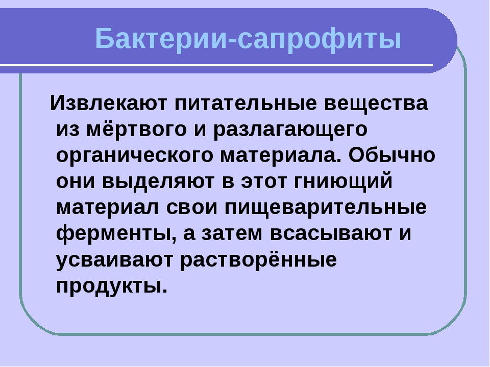 Сапрофиты. Бактерии сапрофиты. Сапрофиты микроорганизмы. Особенности сапрофитных микроорганизмов. Сапрофиты представители бактерии.