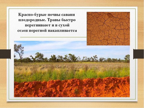 В какой зоне наиболее плодородные почвы. Красно-желтые ферраллитные почвы Африки. Тип почвы в саванне. Красно-бурые почвы саванн. Красные ферраллитные почвы саванн.