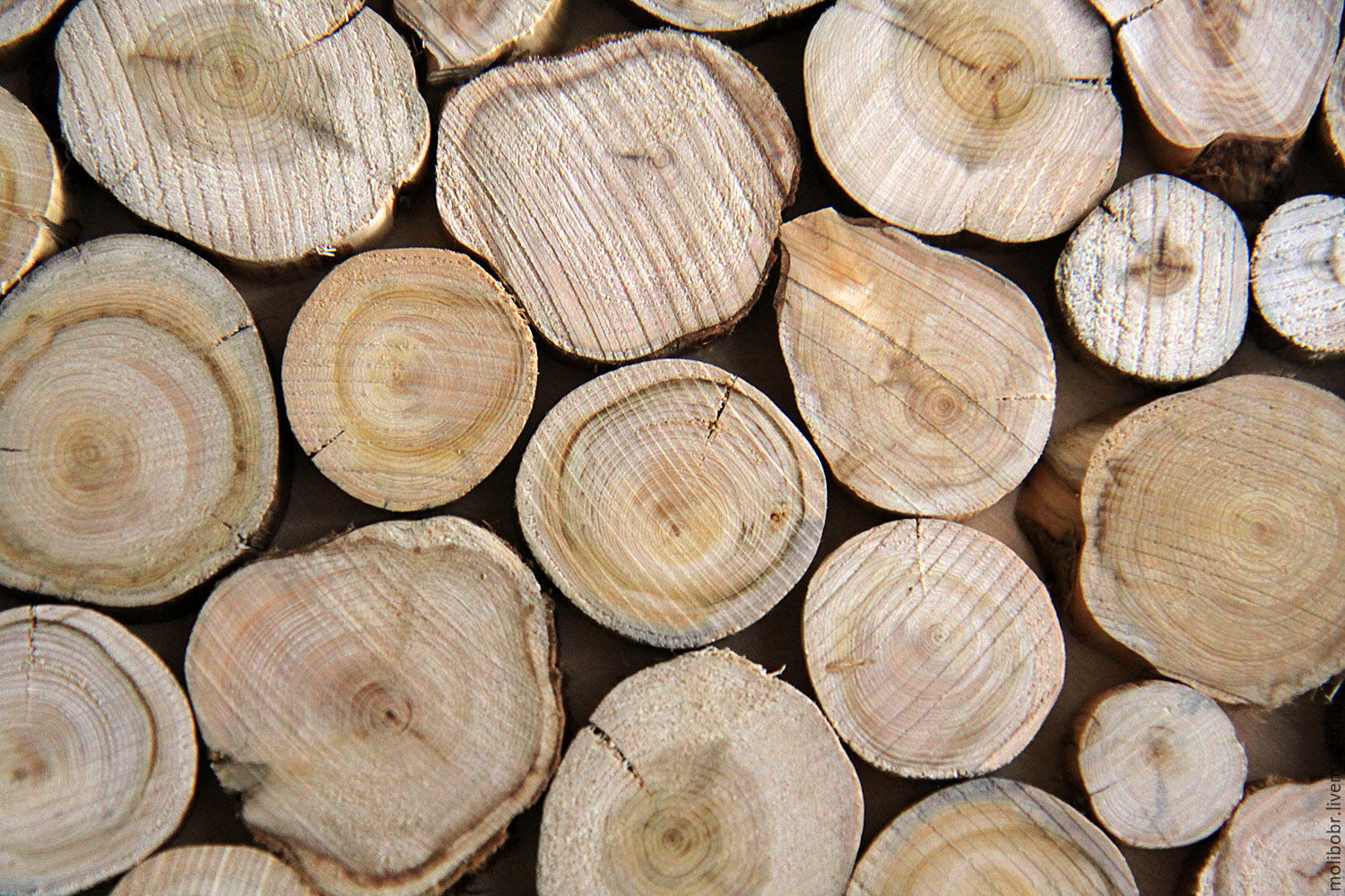 Физические свойства древесины: какие к ним относятся? Свойство .