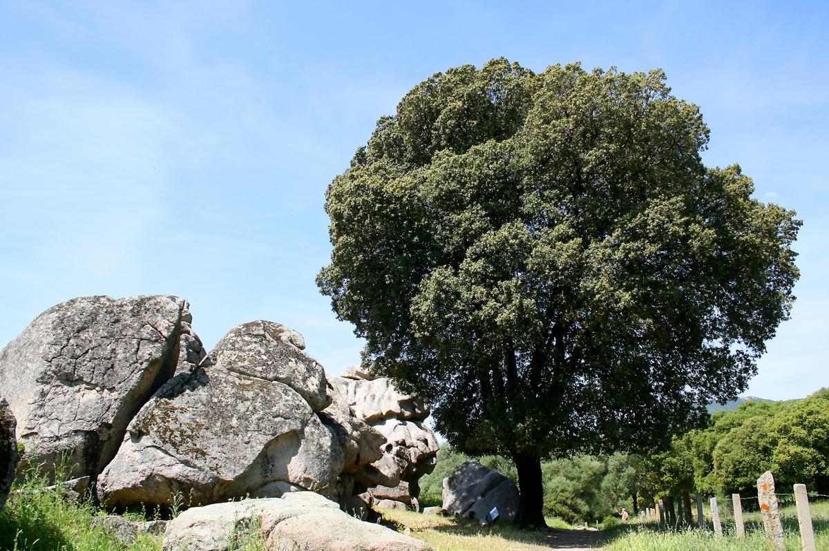 Каменный Дуб Дерево