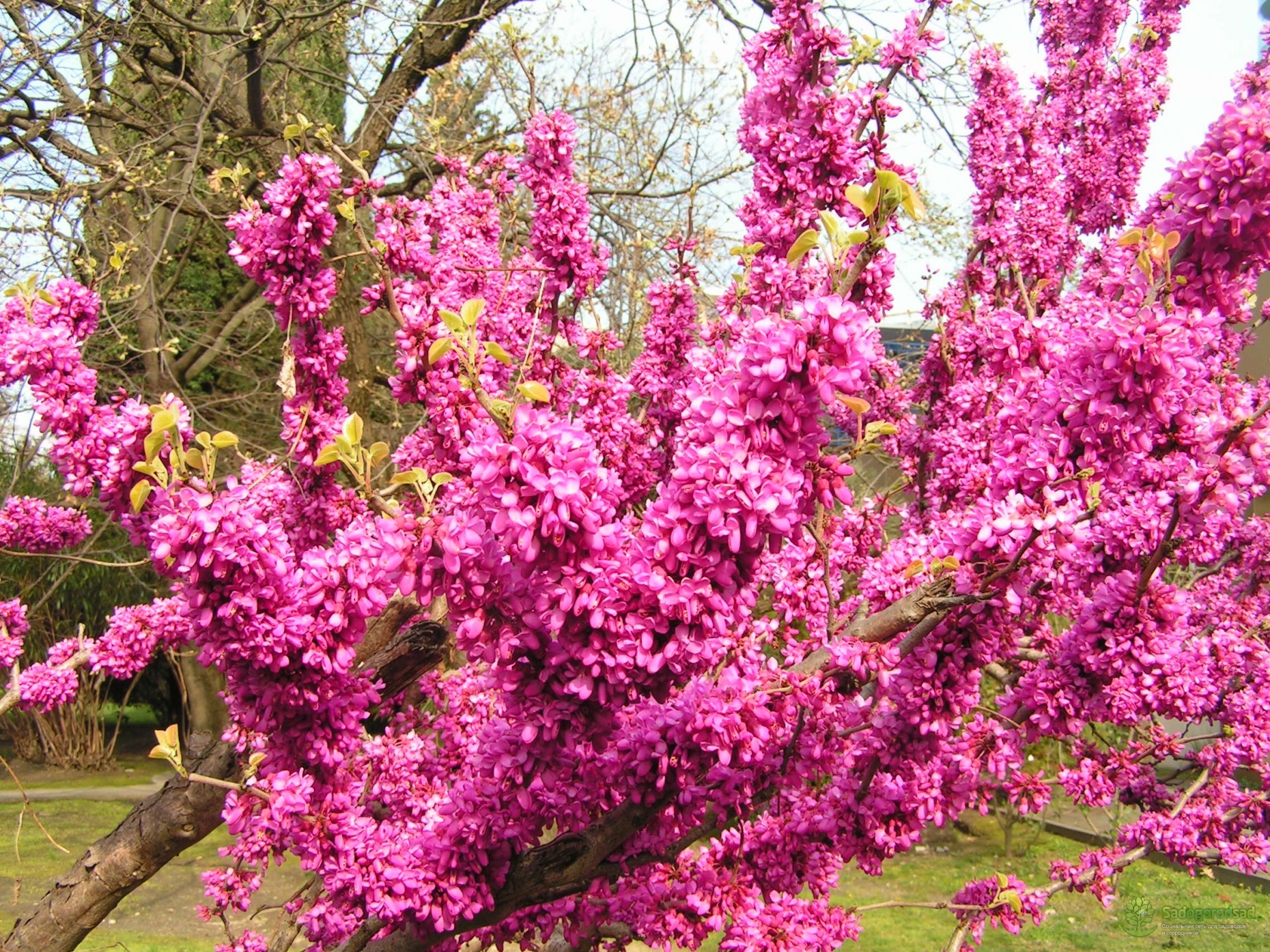 Розовые цветущие кустарники весной. Дерево канадский церцис. Церцис Иудино дерево. Церцис (багряник Европейский, Иудино дерево). Церцис багряник.