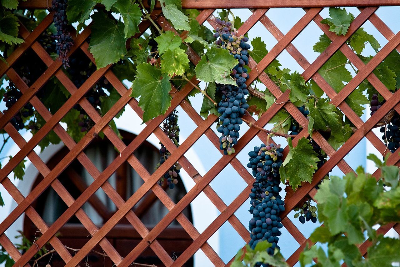 Ограждение для винограда своими руками фото на даче