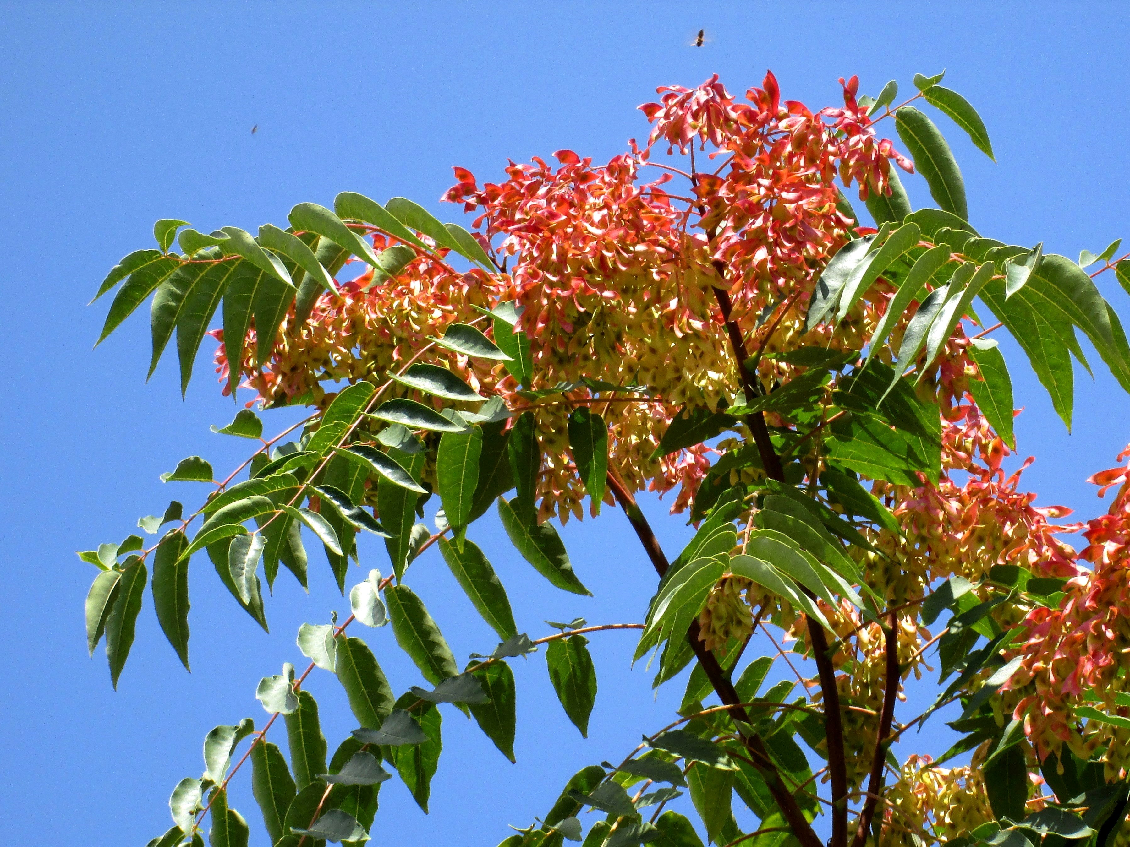 Айлант высочайший. Айлант китайский ясень. Айлант дерево. Айлант высочайший китайский ясень. Айлант высочайший, китайский ясень (Ailanthus altissima).