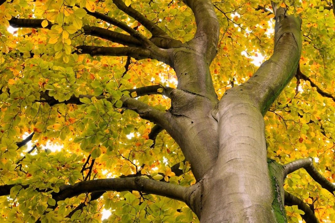 Как выглядит дерево бук фото