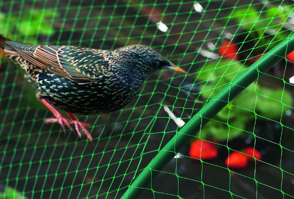 Сетки от птиц: укрывная для защиты ягод на деревьях и урожая на грядках .