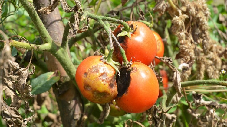 Нехватка калия у томатов фото и их лечение
