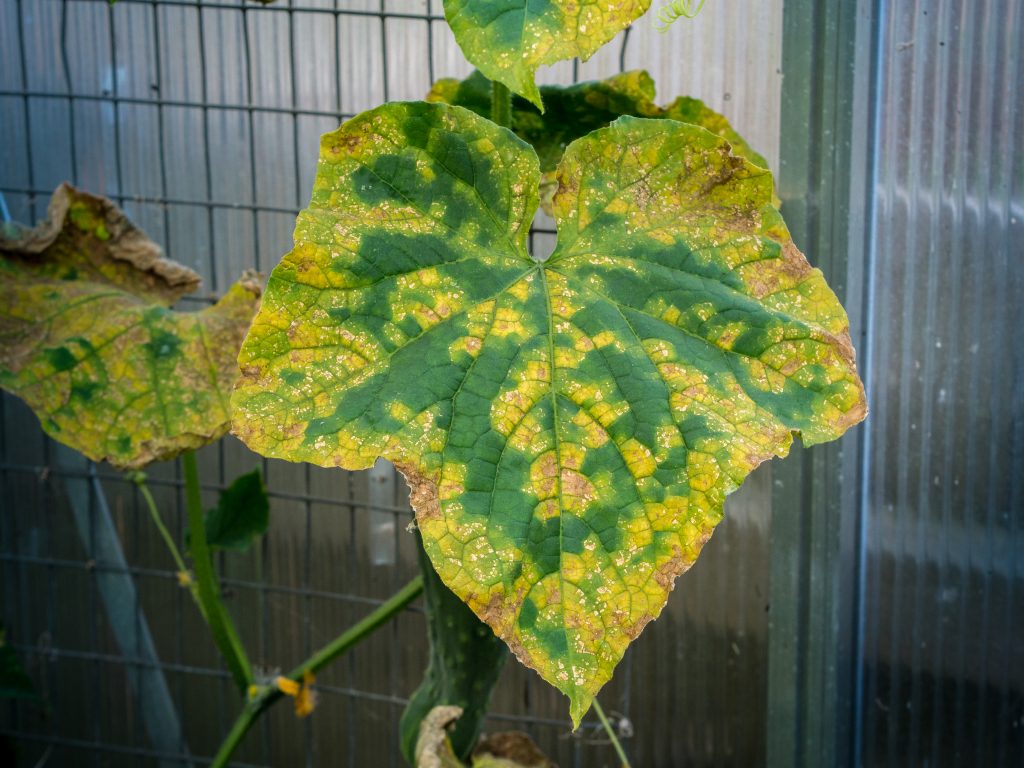 Бактериальный ожог огурцов фото листьев лечение