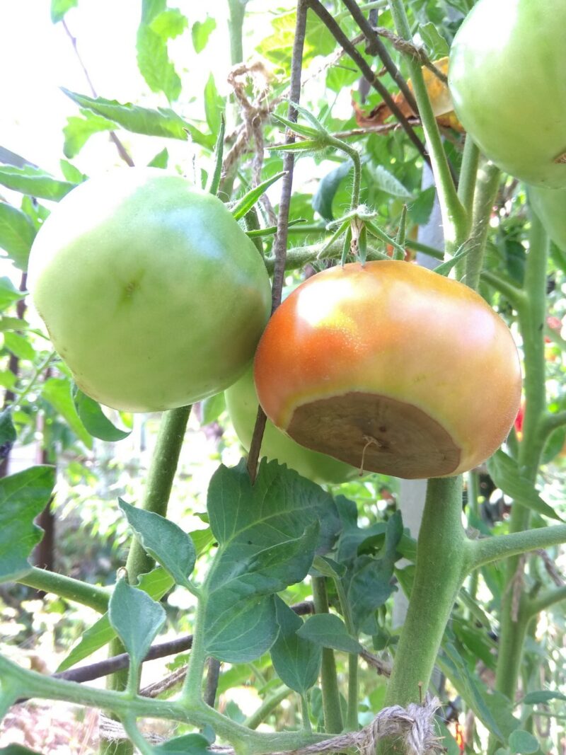 гниют плоды помидор в теплице что делать