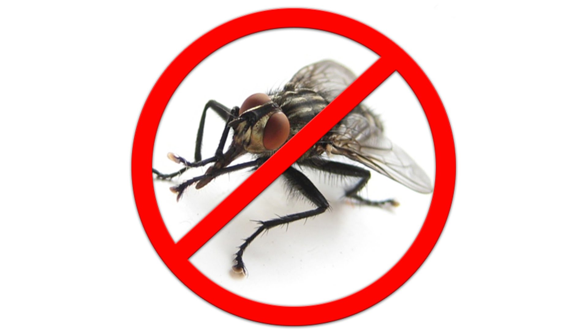 Борьба с мухами