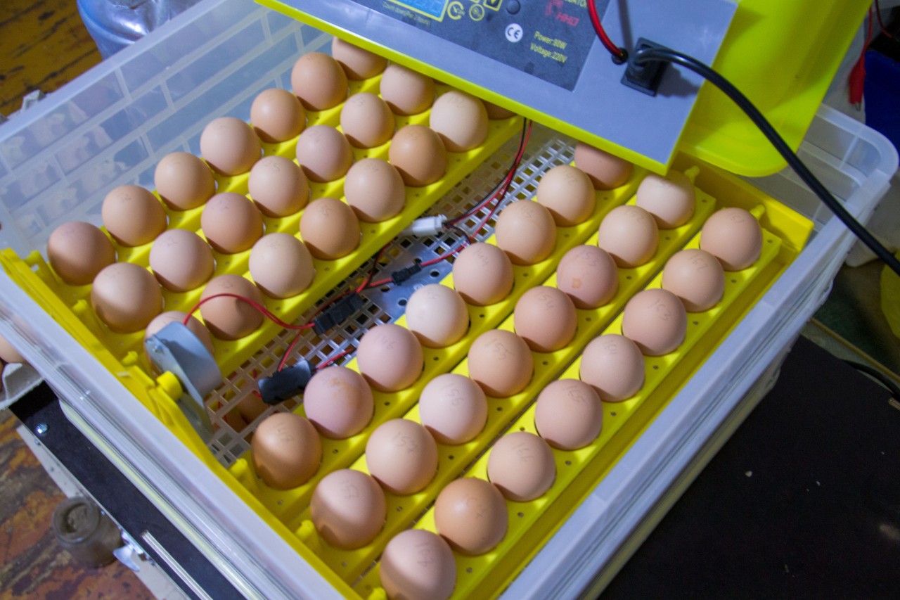 Каким концом закладывать яйца в инкубатор. Инкубатор для индюшиных яиц. Технология инкубации яиц кур. Гусиные яйца в инкубаторе.