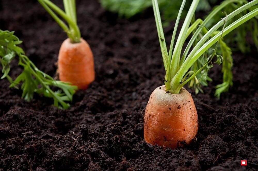 Как посадить морковь фото