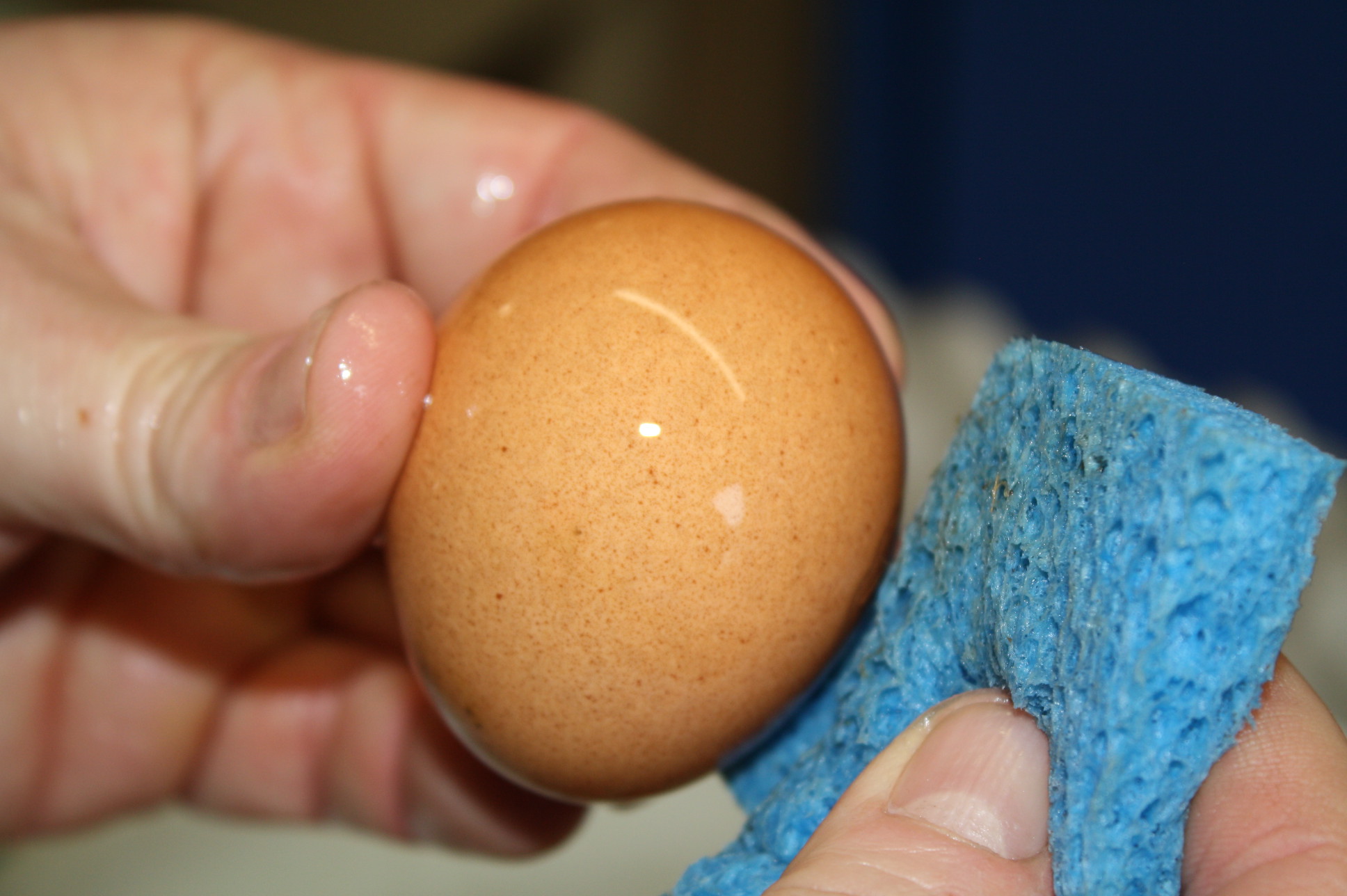Чем обработать яйца перед закладкой в инкубатор. Мытье яиц. Мытье куриных яиц. Помыть яйца. Инкубатор для яиц.