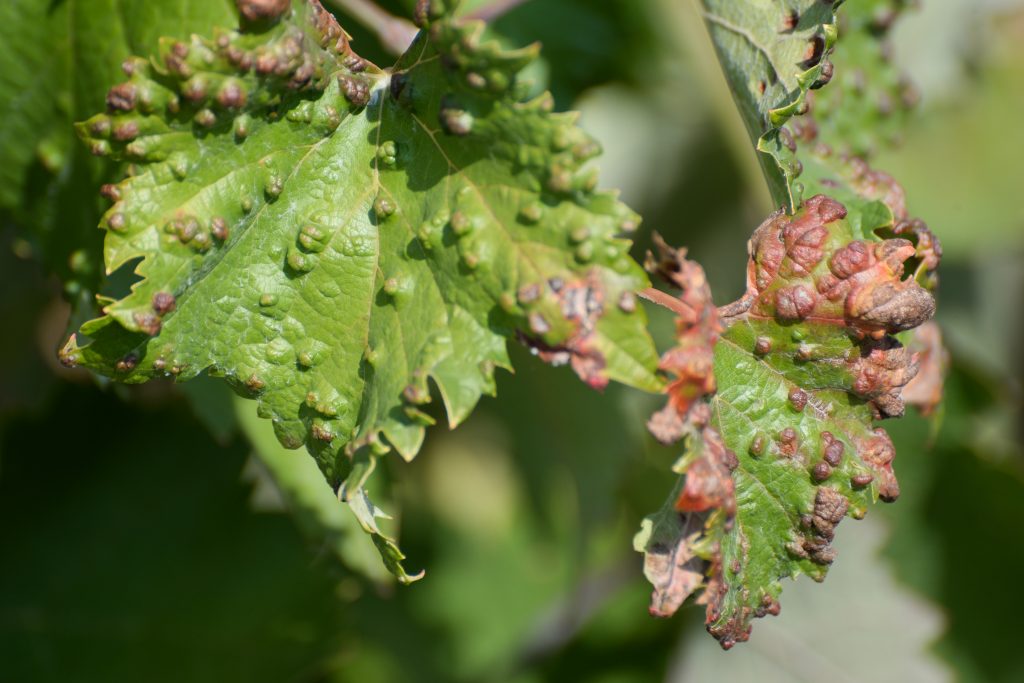 Болезнь винограда милдью с фотографиями и способы