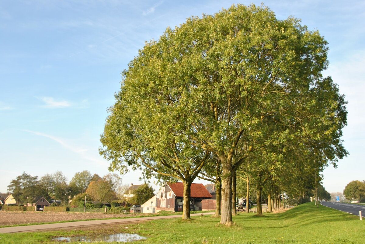 Ясень пенсильванский дерево