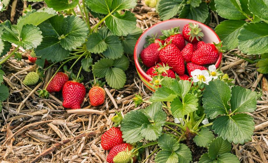 Посадка клубники расстояние между кустами и рядами фото и описание