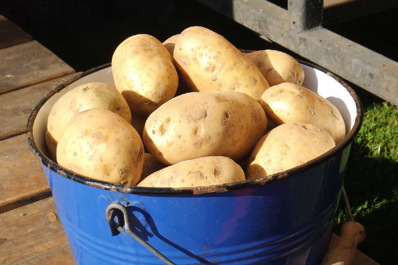 Как посадить картошку в ведре фото пошаговое