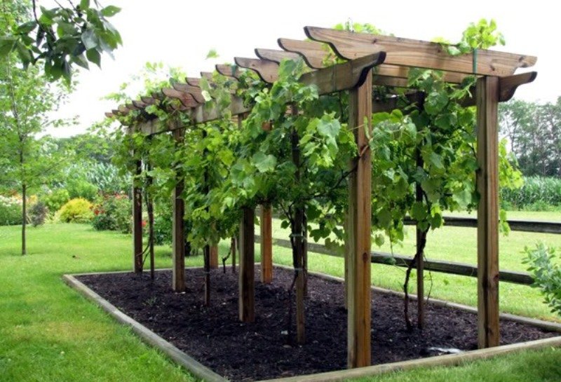 Опора для винограда своими руками из дерева фото