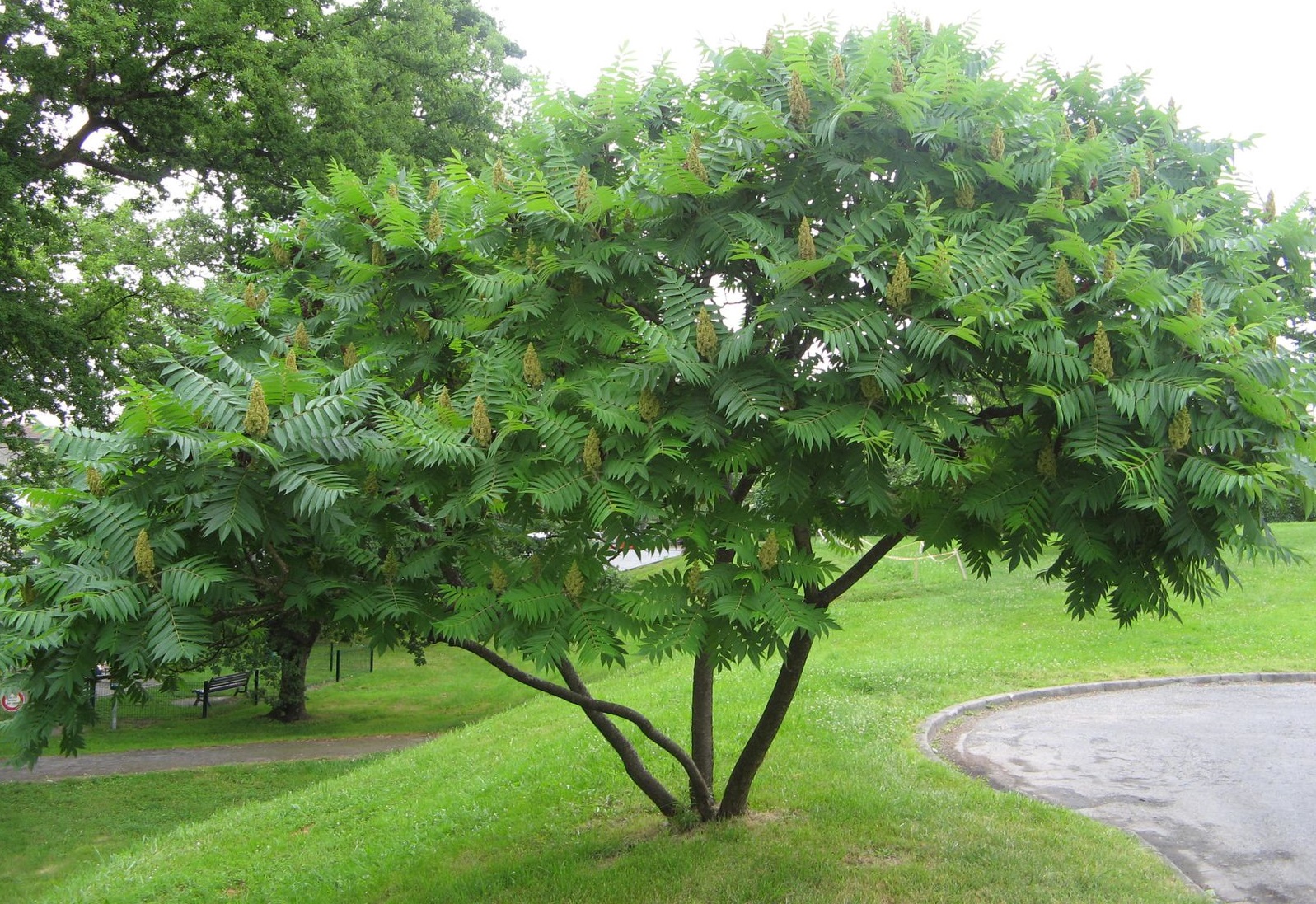 сумах оленерогий уксусное дерево фото