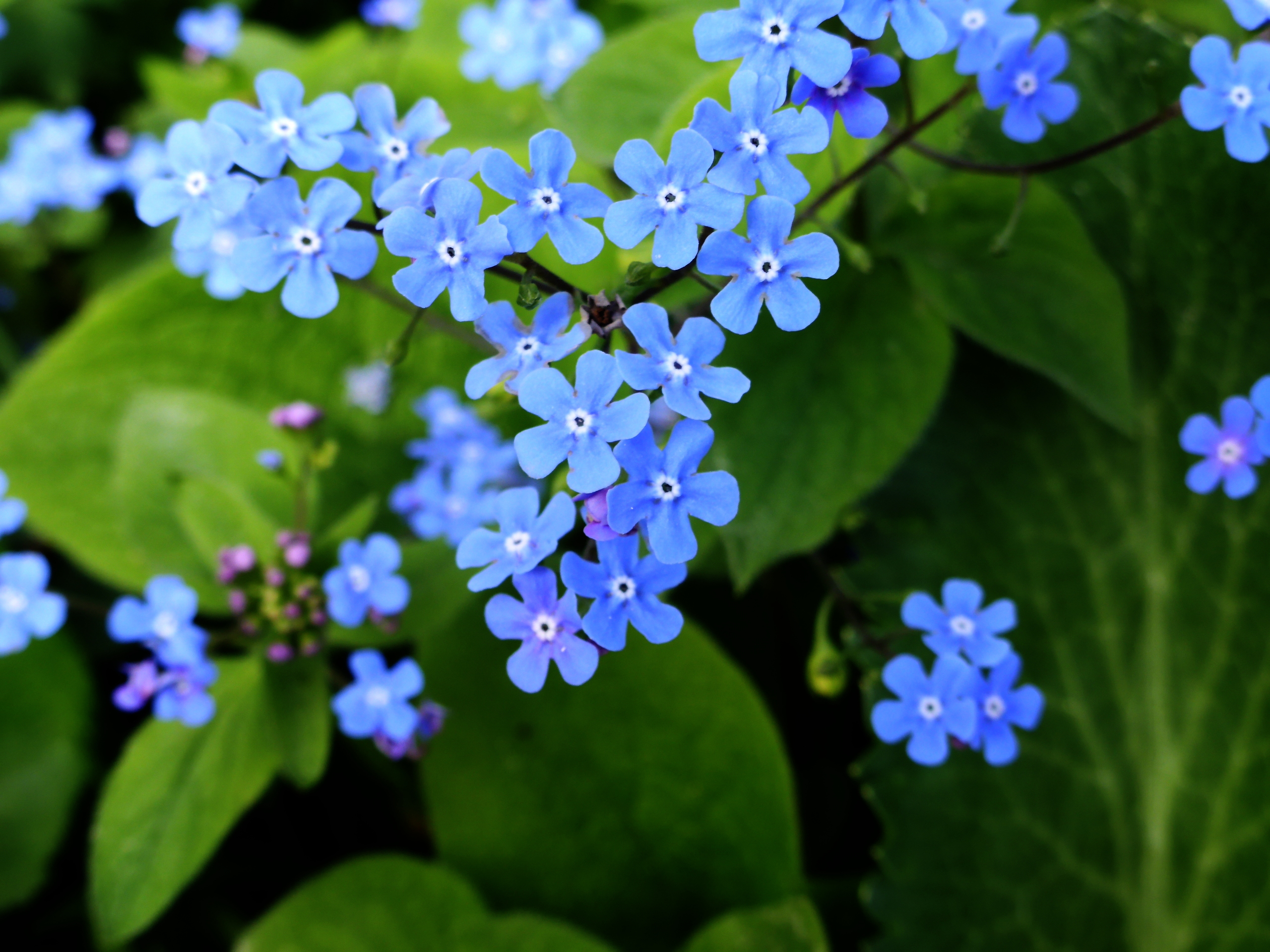 Бруннера Сибирская Brunnera sibirica