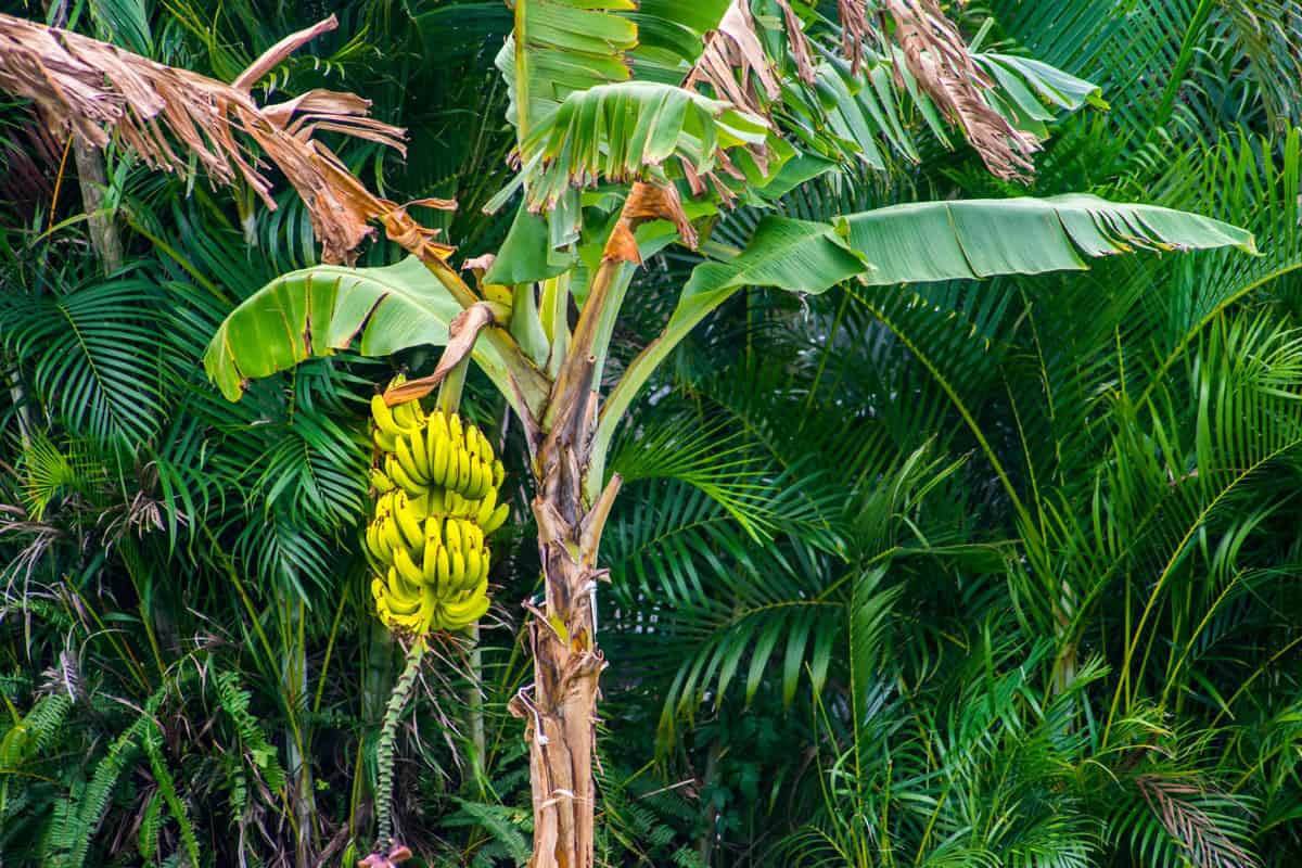 Банановая пальма (37 фото): посадка в домашних условиях и открытом ...