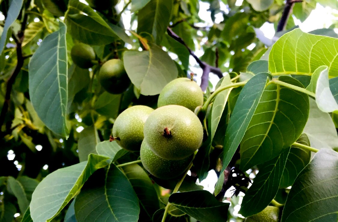Греческий орех дерево фото