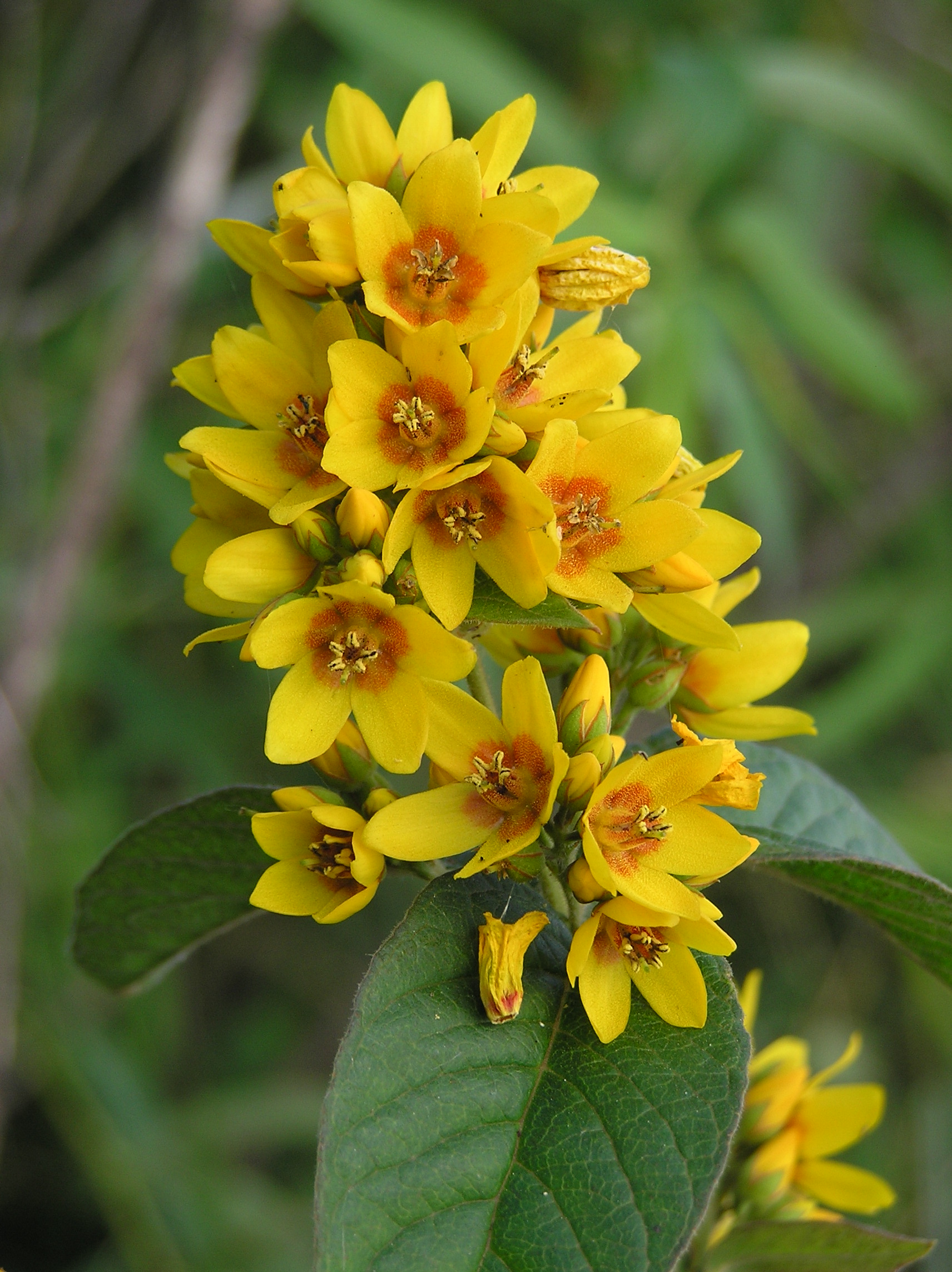 Цветок Лизимахия Вербейник