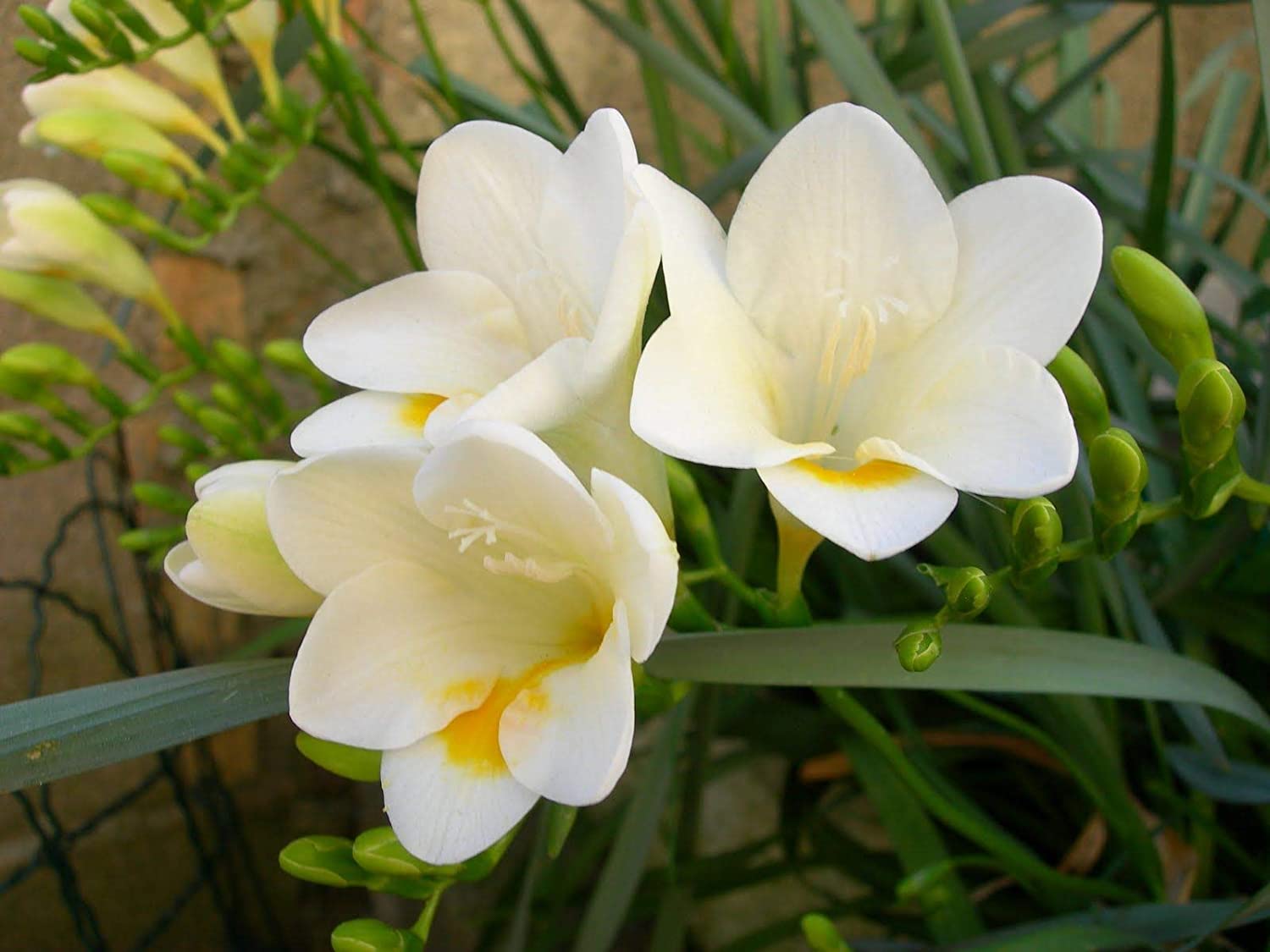 Фрезия (Freesia)