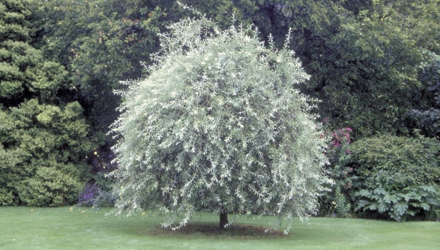 Груша иволистная (Pyrus salicifolia)