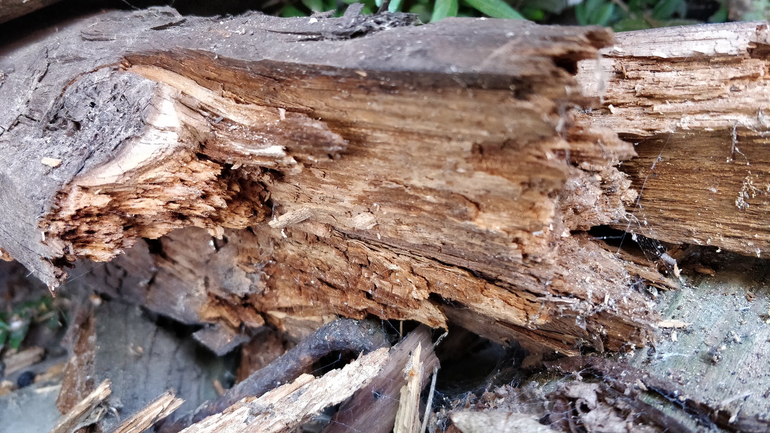 Наружная трухлявая гниль древесины