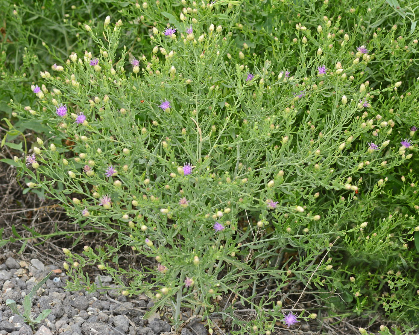 Фото горчака ползучего