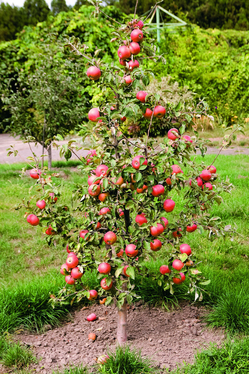 Как выглядит яблоня трехлетка фото