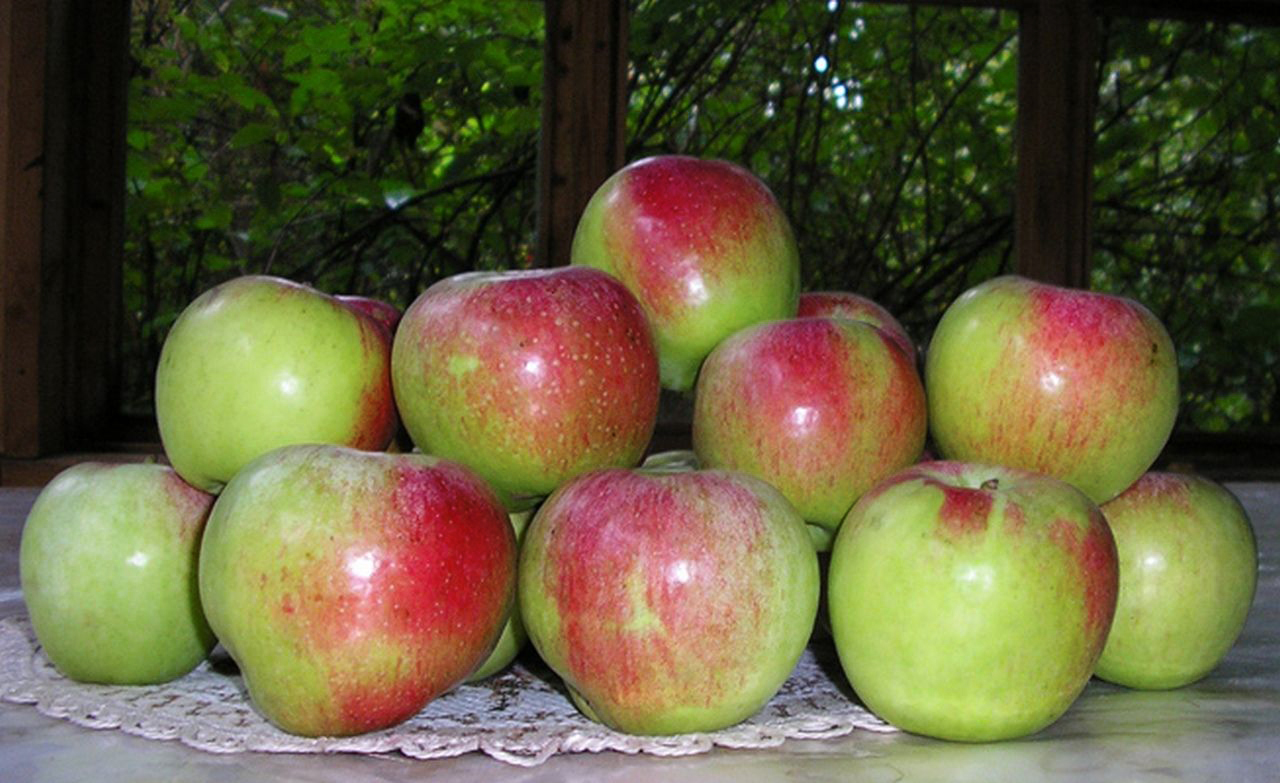 Осенние сорта яблок для подмосковья с фото