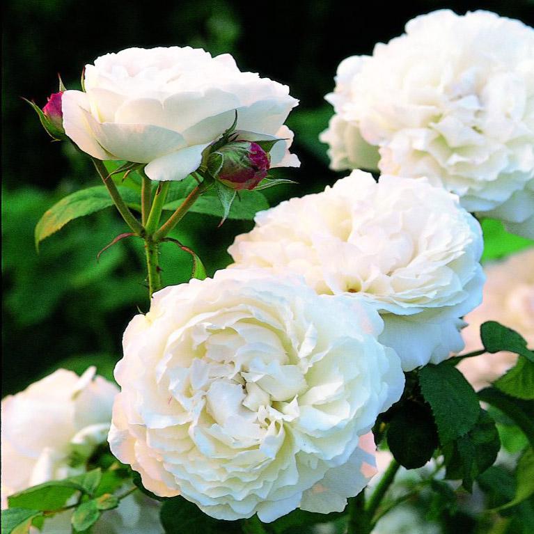 Белая парковая роза фото и описание