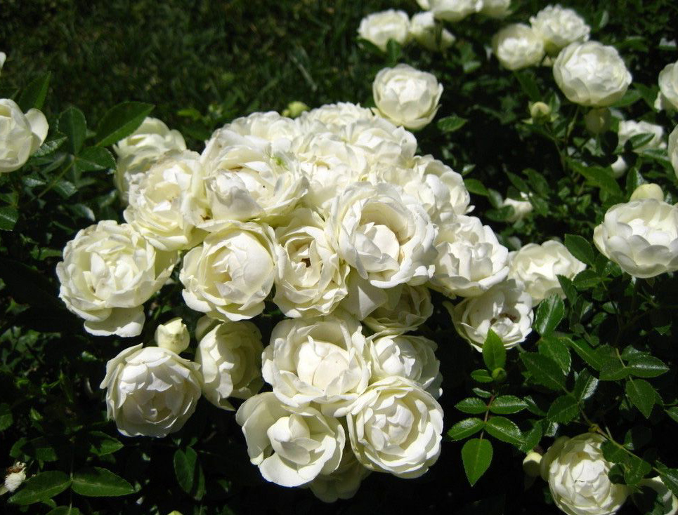 Розы белые фото и названия