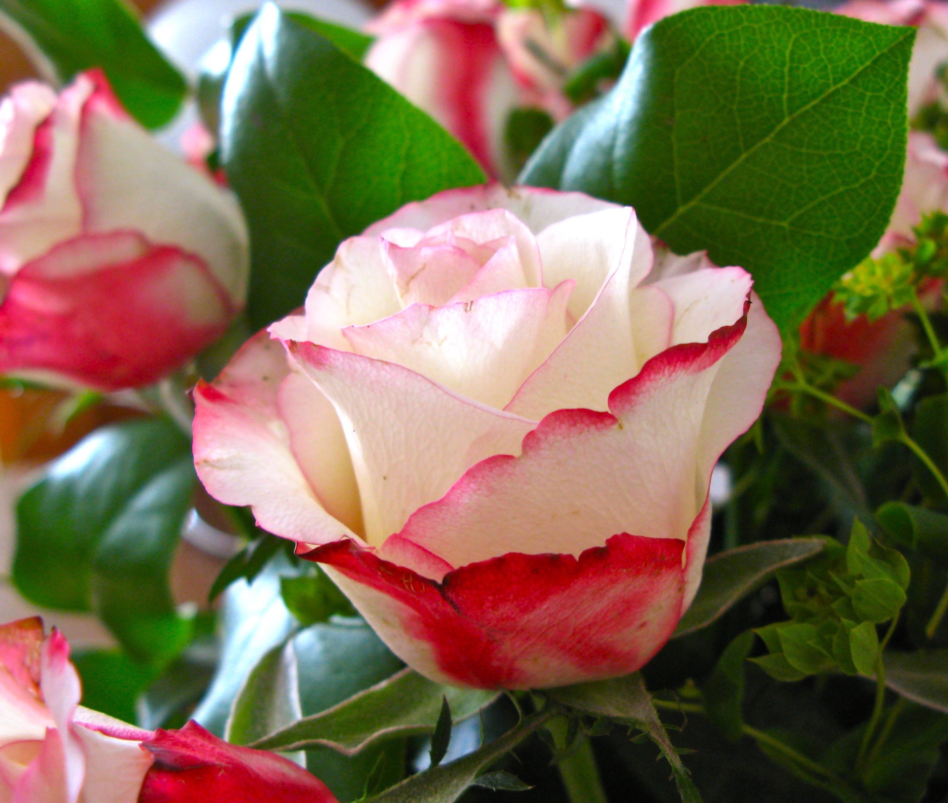 Белые Розы С Розовой Окантовкой
