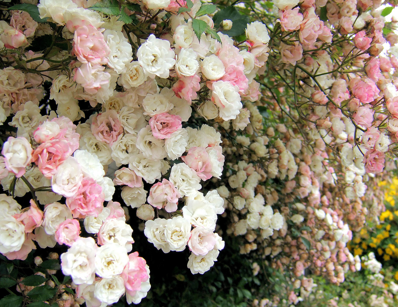 Плетистая роза с мелкими цветами фото и названия