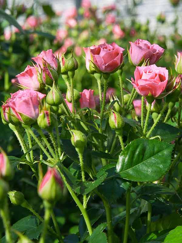 Мелкоцветковые розы сорта фото с названиями